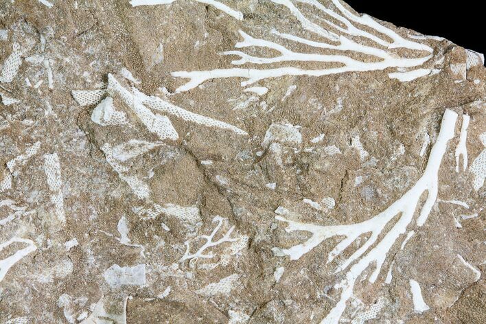 Ordovician Bryozoan (Pseudohornera) Plate - Estonia #73470